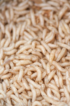 Maggots secrete a host of factors to dissolve dying tissue.
