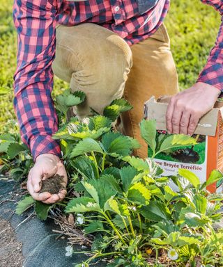 Applying fertilizer to strawberry plants