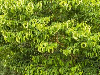 a seven sons flower tree