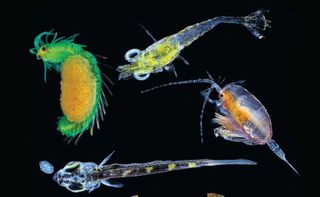 Quirky-looking, translucent plankton pulled from the Pacific Ocean.