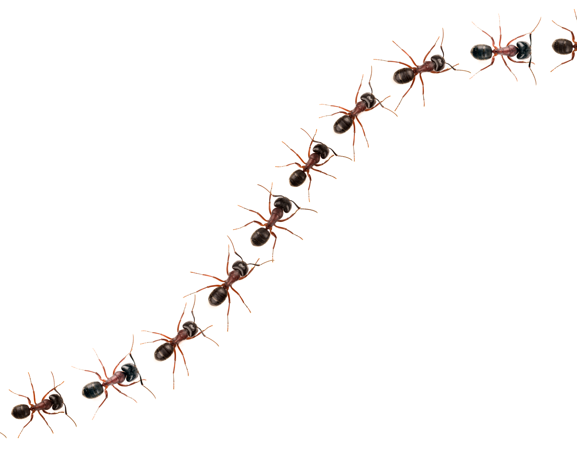 Marching ants isolated on white.