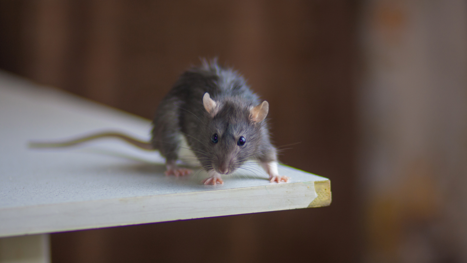 Rat on the corner of a table top