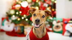 Christmas jumper and festive outfit collection for dogs