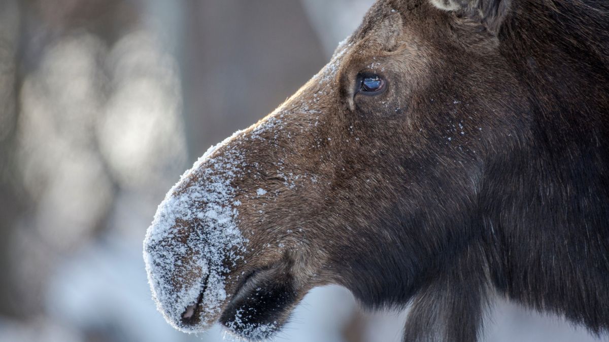 Close-up of moose in winter