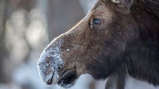 Close-up of moose in winter