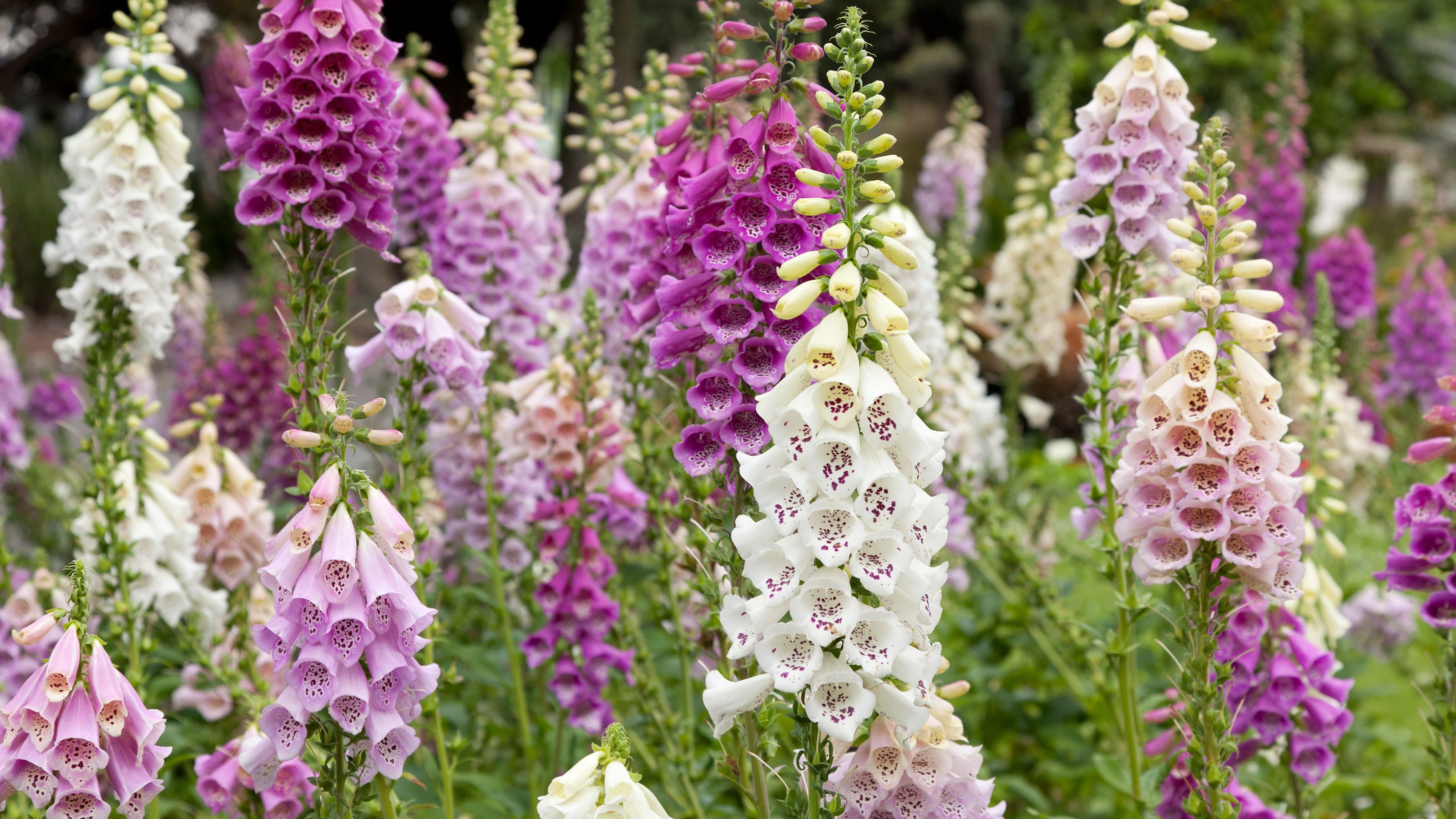 Fresh blooming purple and white foxglove in a field