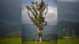 A tall tree with a pair of thick leg-like roots that make it look like the tree is walking