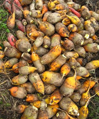 A harvest of large mangelwurzel roots