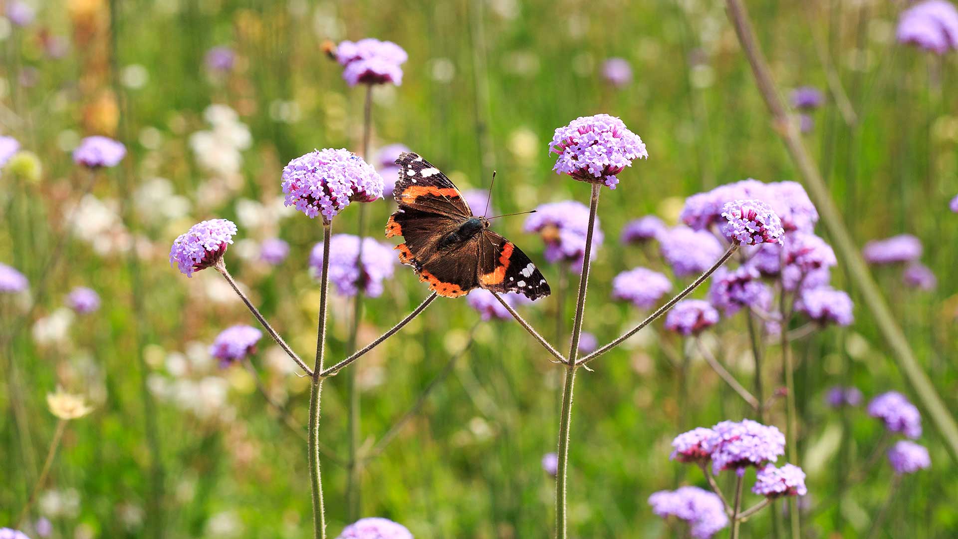 red admiral butterfly on verbena flowers