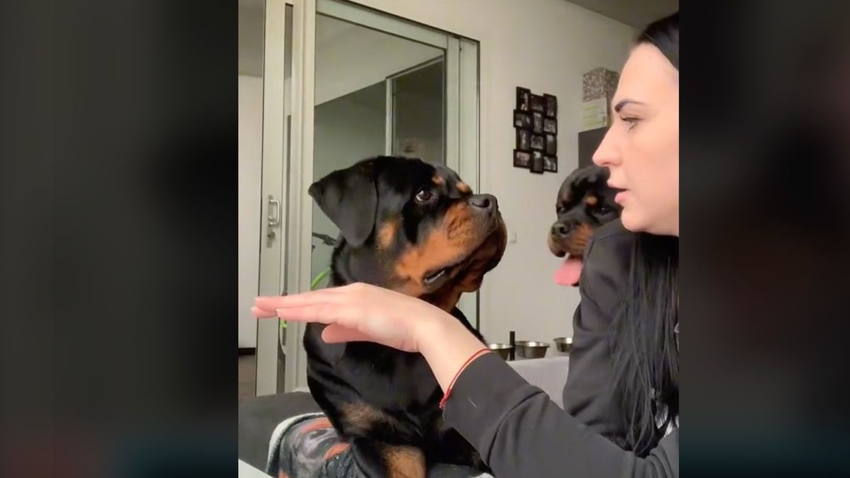 Woman pretending Rottweiler has bitten her