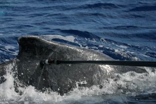 humpback whale tag
