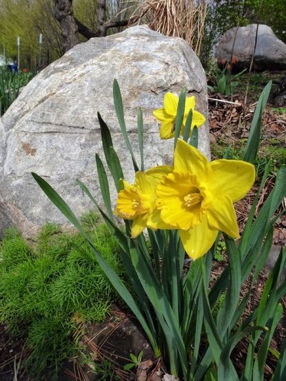 Yellow Daffodil Flowers Infront Of Large Rock In Garden