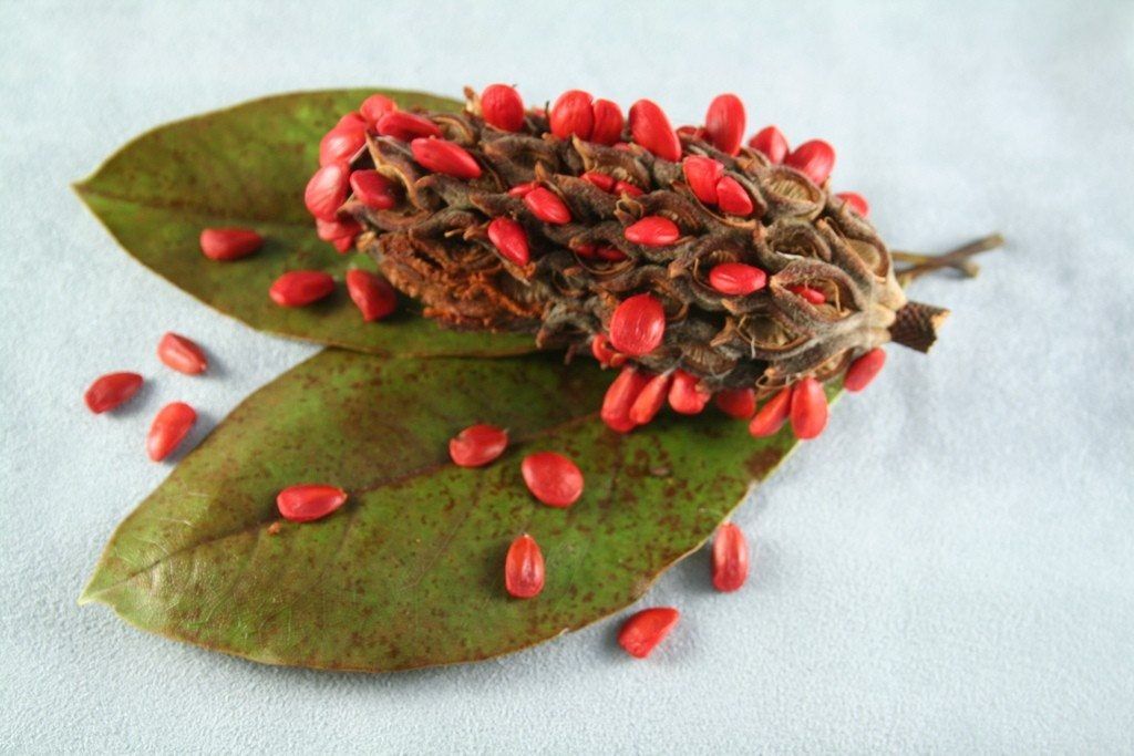 magnolia seeds