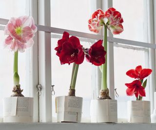 Four potted amaryllis plants on a windowsill