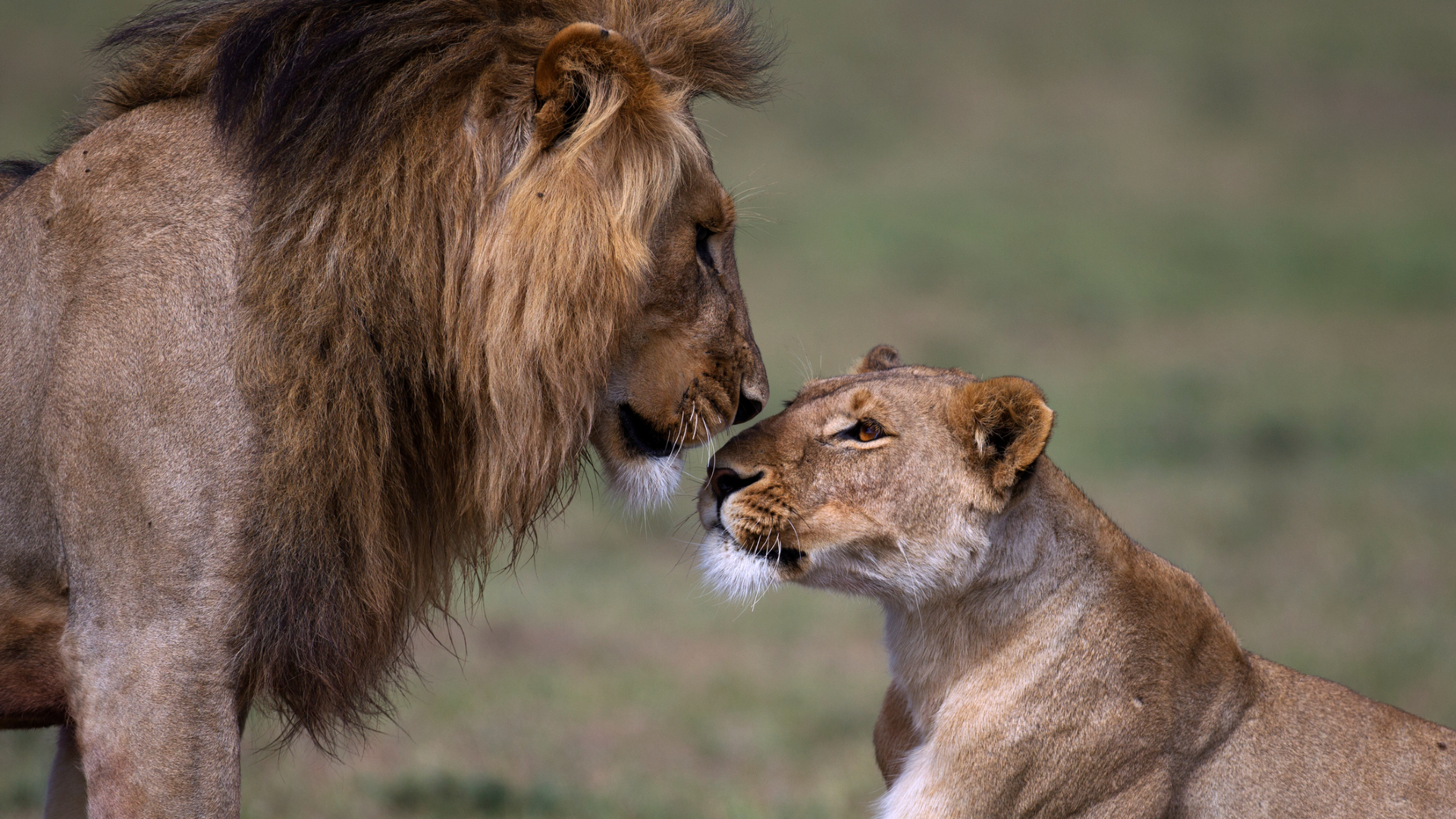 A male lion with a brown mane looks to the right and down where a female lion lays on the ground looking up at him.