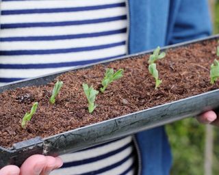young peas in guttering being transplanted outdoors