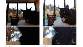 Photos of cats taken on the Sony Xperia Pro-I