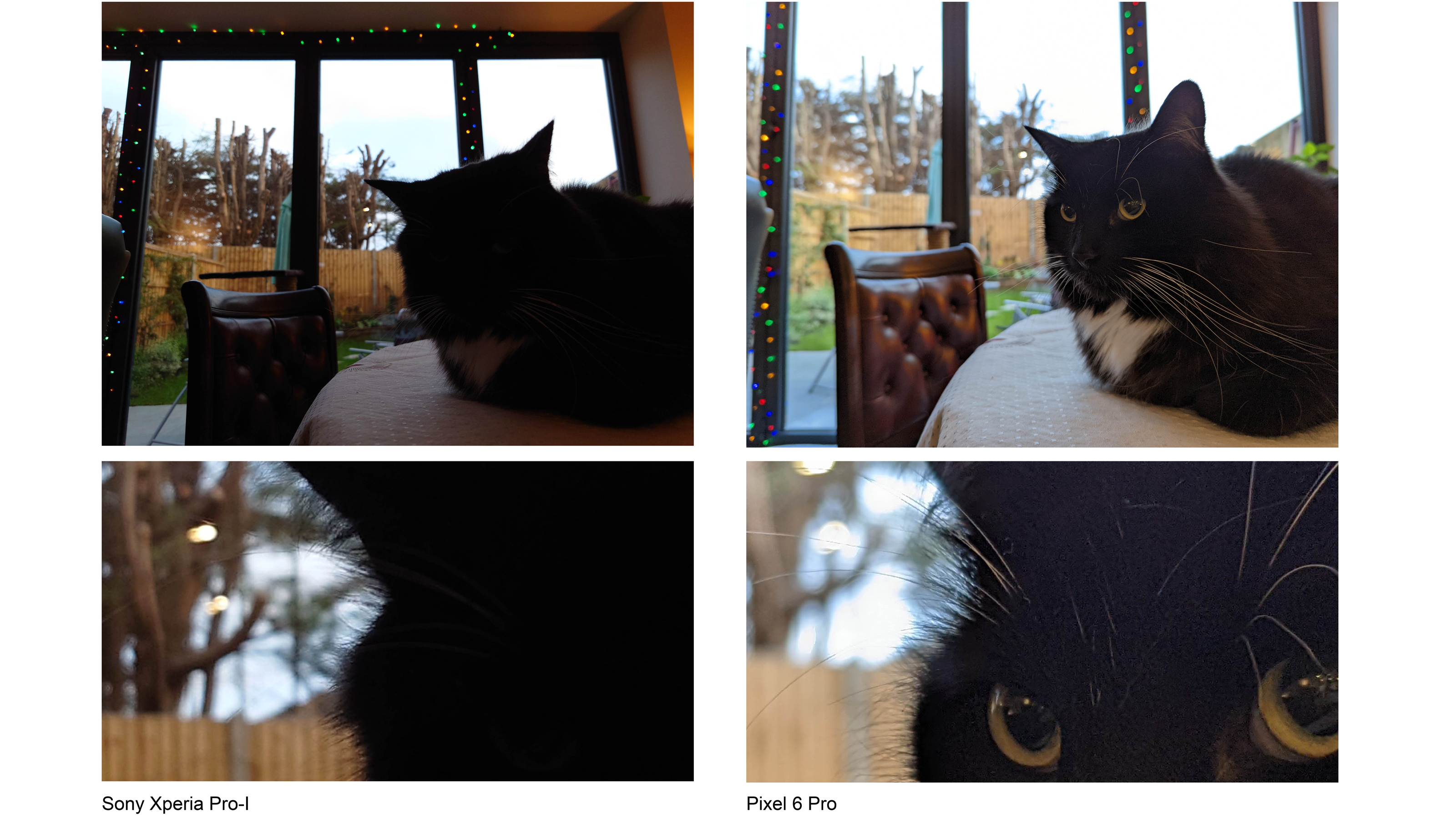Photos de chats prises avec le Sony Xperia Pro-I