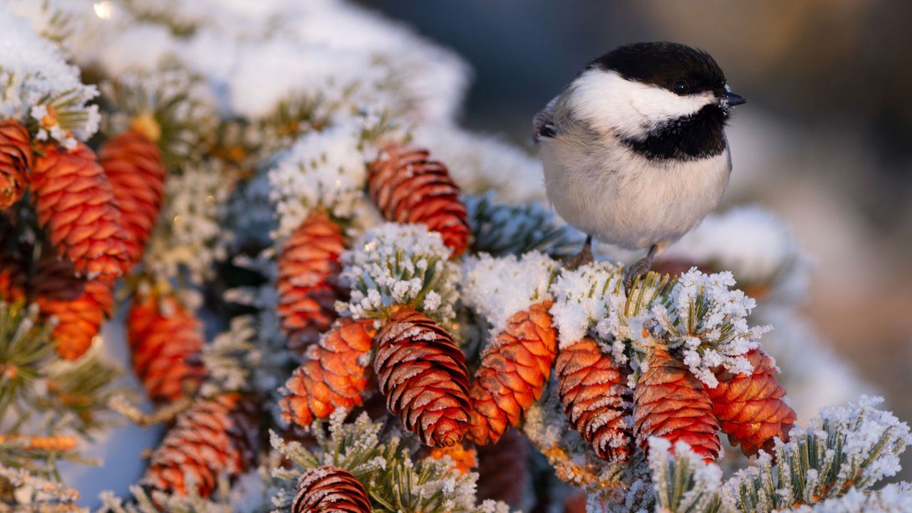 chickadee bird on spruce branch in winter