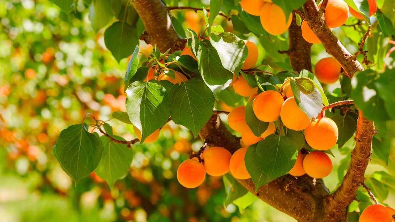 An apricot tree full of fruit in the sunshine