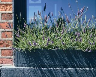 Lavender planted in grey window box