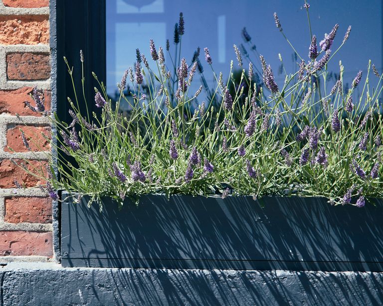 10 Beautiful Window Box Ideas For Flowers And Edibles Gardening Know How