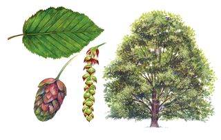 identifying british trees