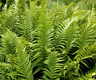 Ferns