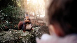 Red squirrel looks at a little girl