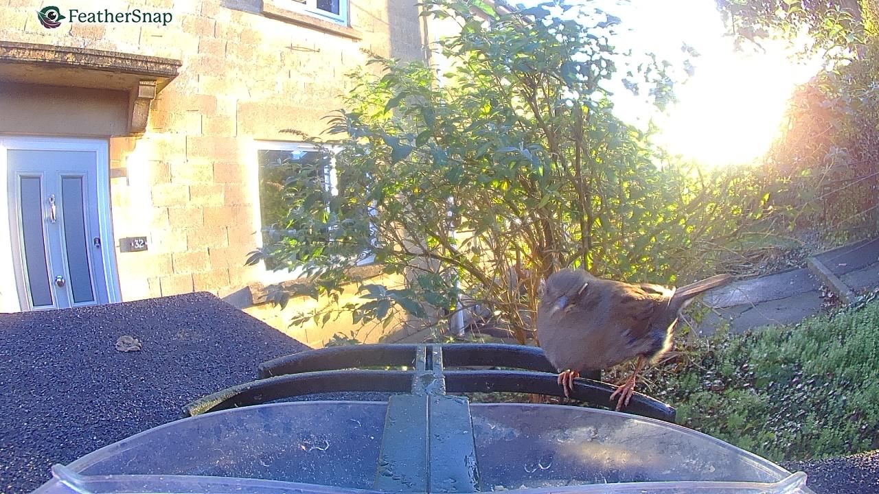 Sample images from the FeatherSnap Scout bird feeder