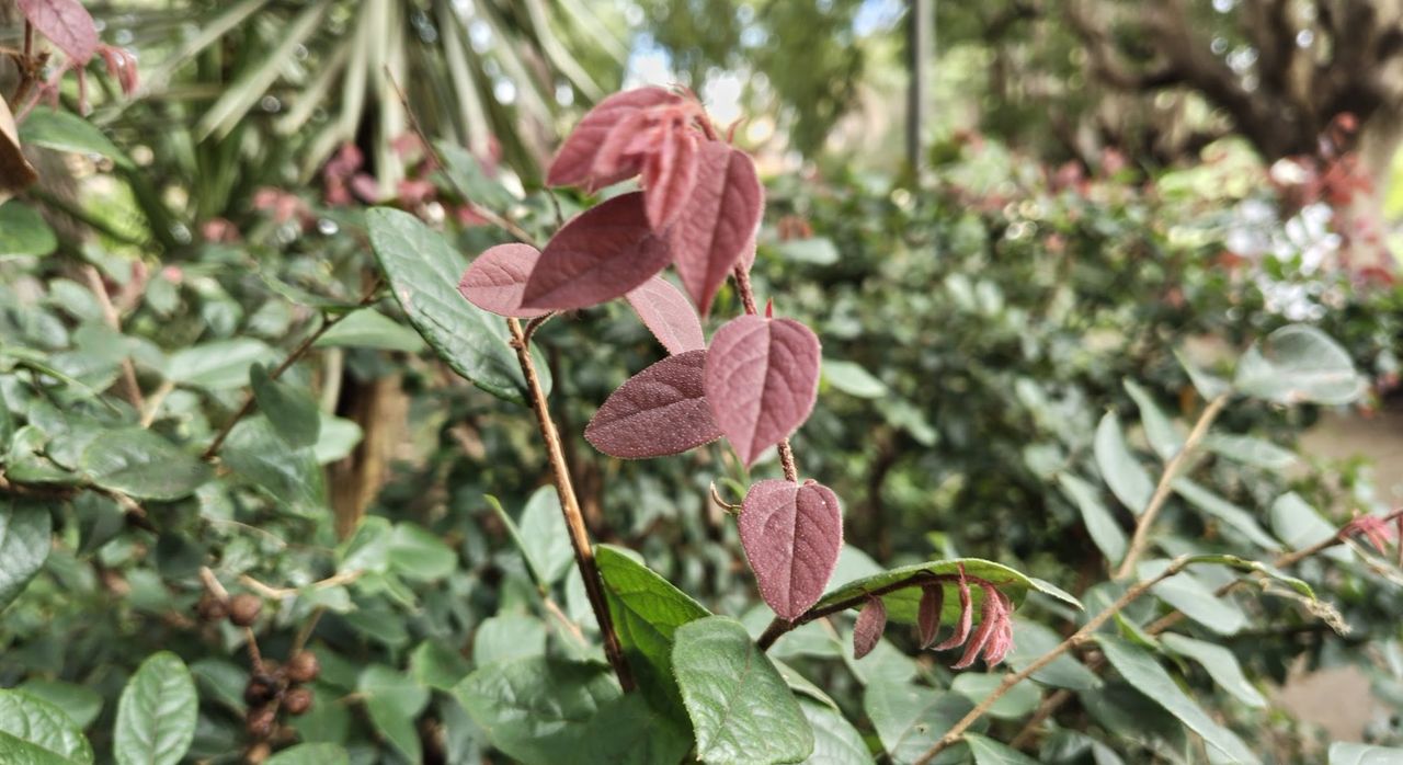 A photo of leaves taken up close
