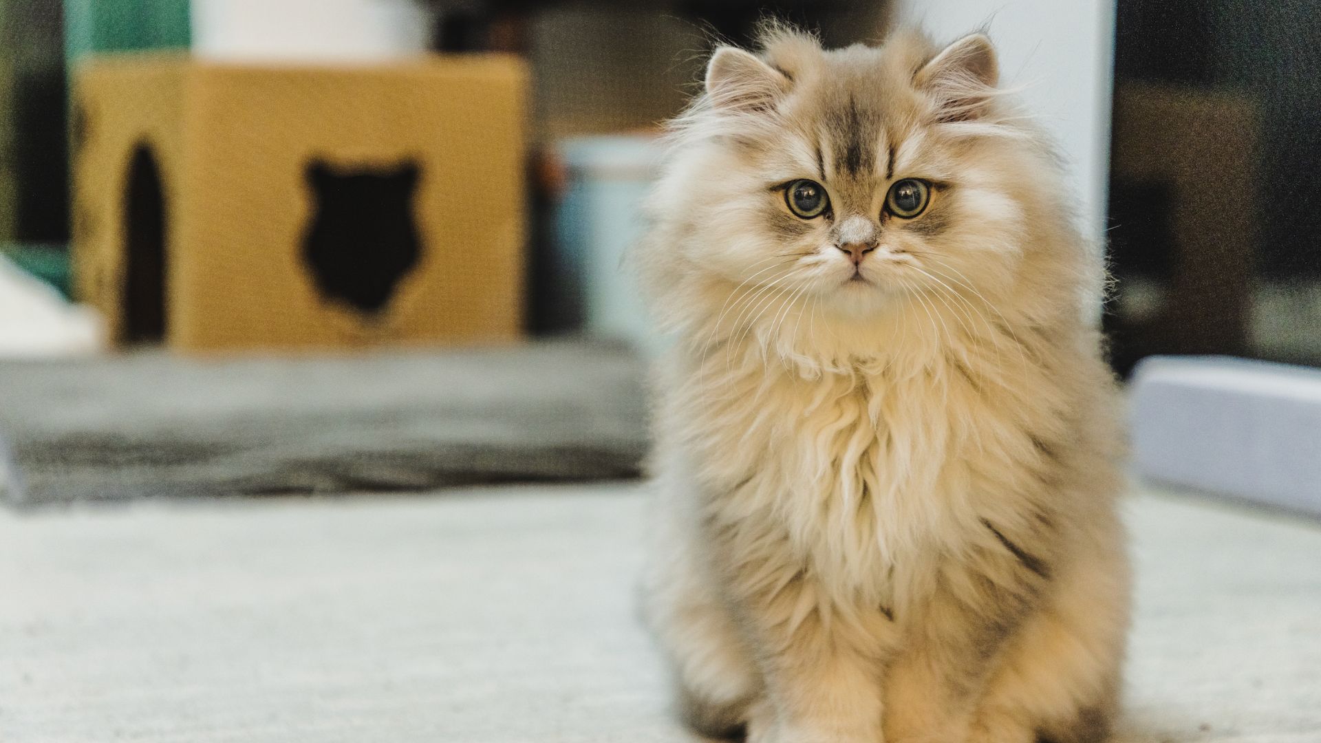 American Curl with straight ears