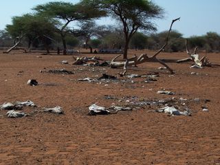 Dead livestock in Somalia drought.