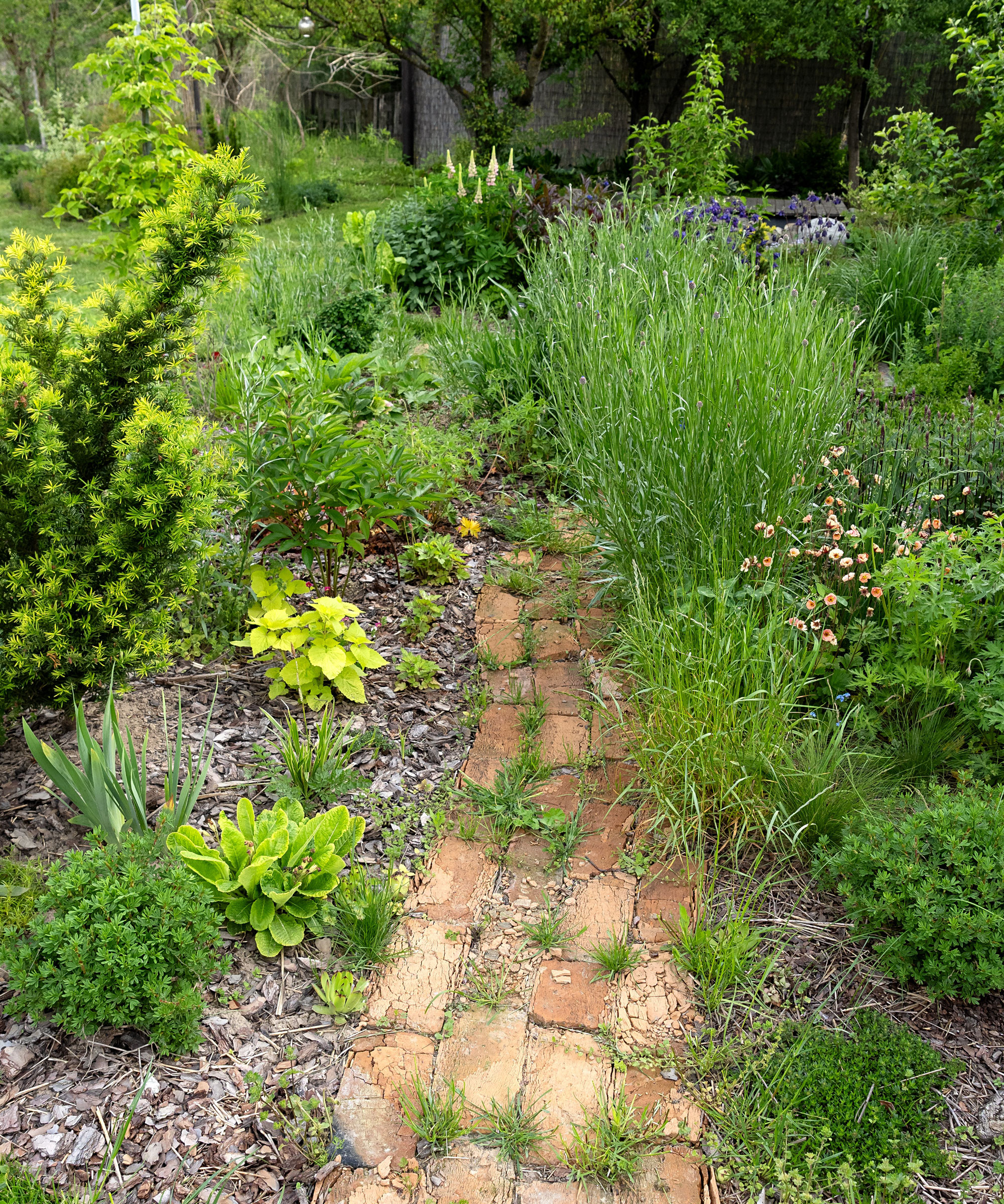 herb path with herbs on each side of path and in between cracks of pathway