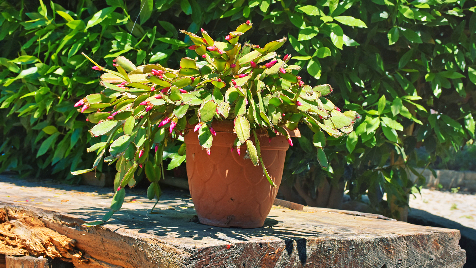 Christmas cactus outside in garden
