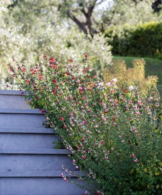 An example of sloping garden ideas showing gray steps next to a large floral bush