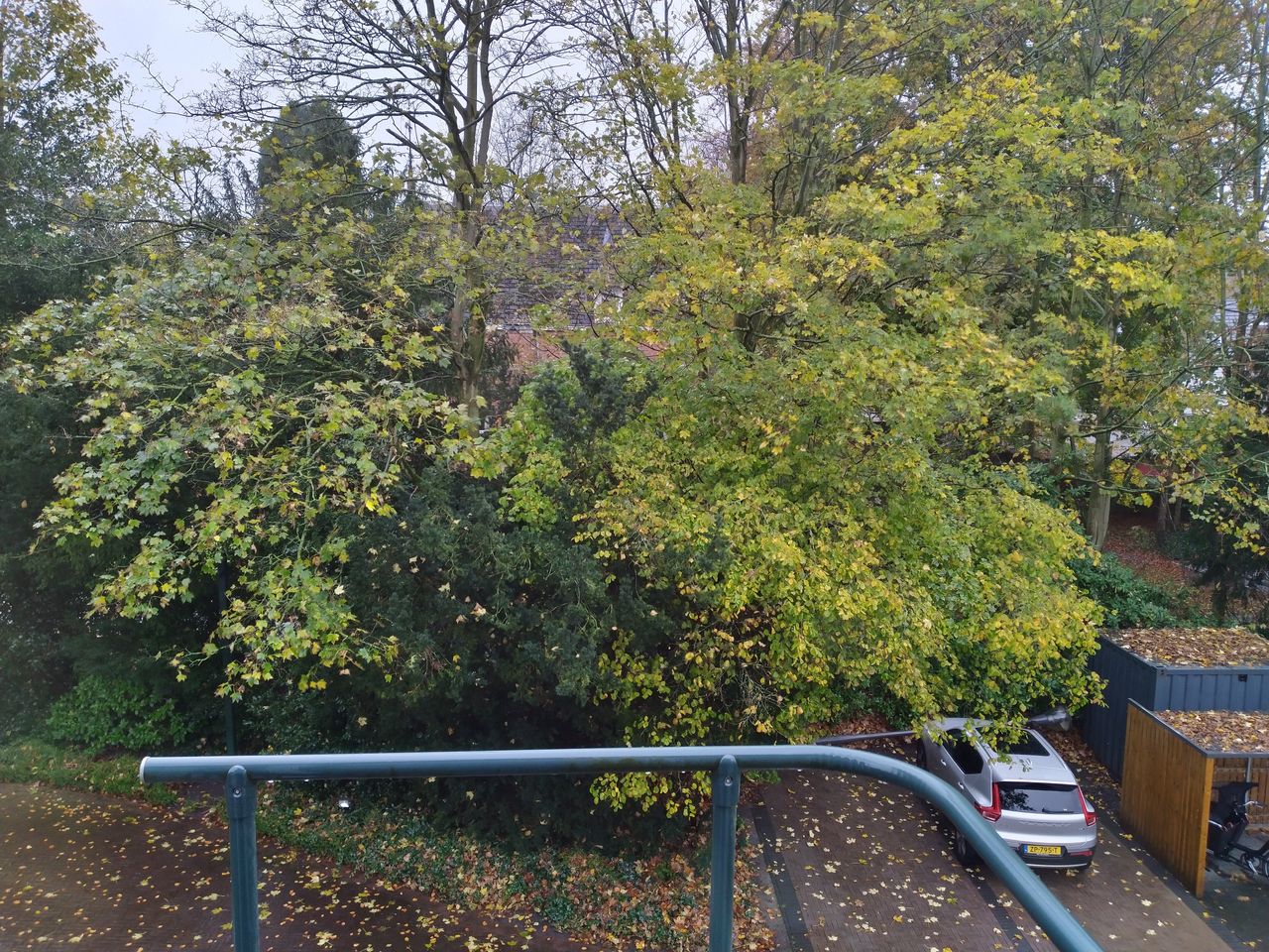Het groen van de bomen is wat flets