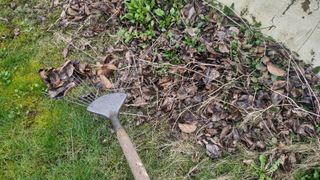 Raking up fallen leaves using a spring-tined rake.