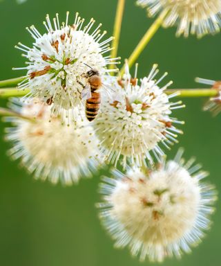 The buttonbush (Cephalanthus occidentalis) is a hit with pollinators and birdlife