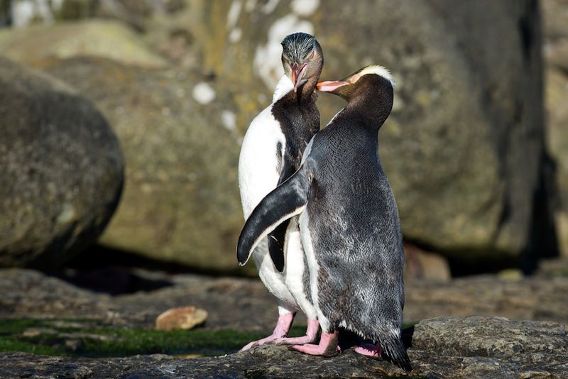 yellow-eyed penguins