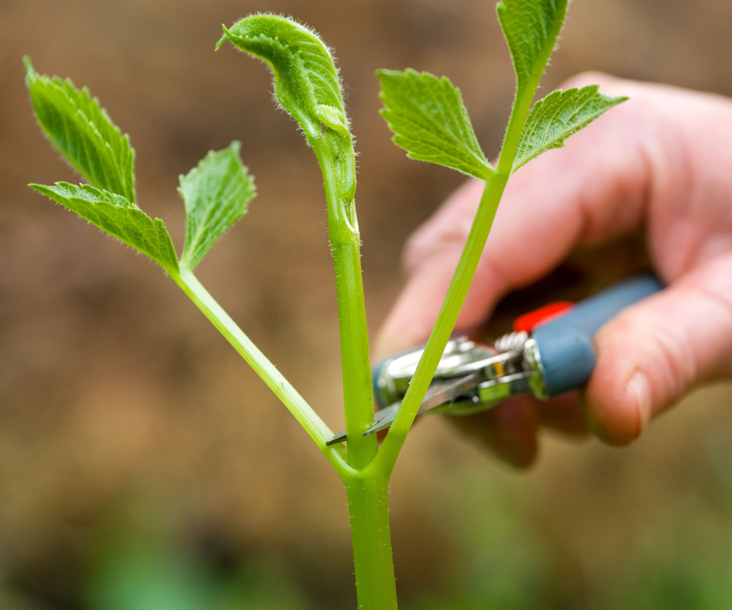 pinching young dahlia shoot with blade