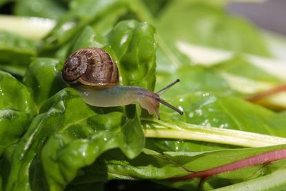 Snail On Swiss Chard Plant