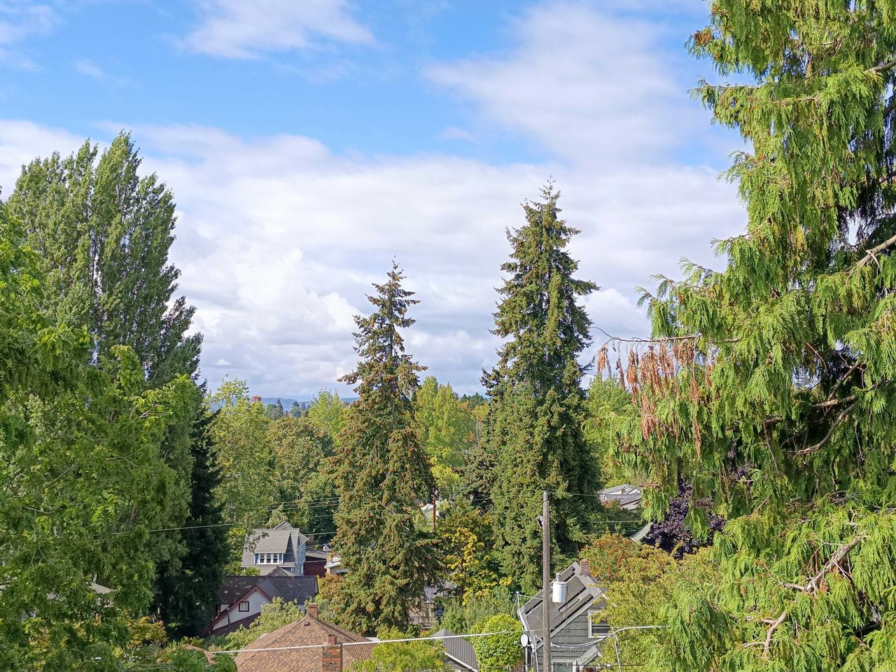 Trees