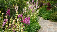 Border of colorful foxgloves