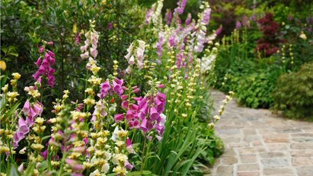 Border of colorful foxgloves