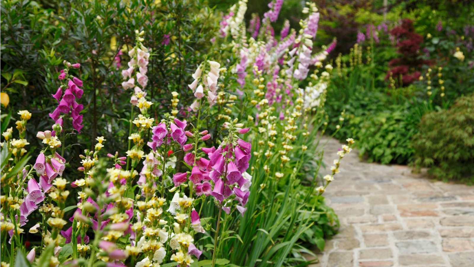 Border of colorful foxgloves
