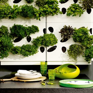 room with herb living wall