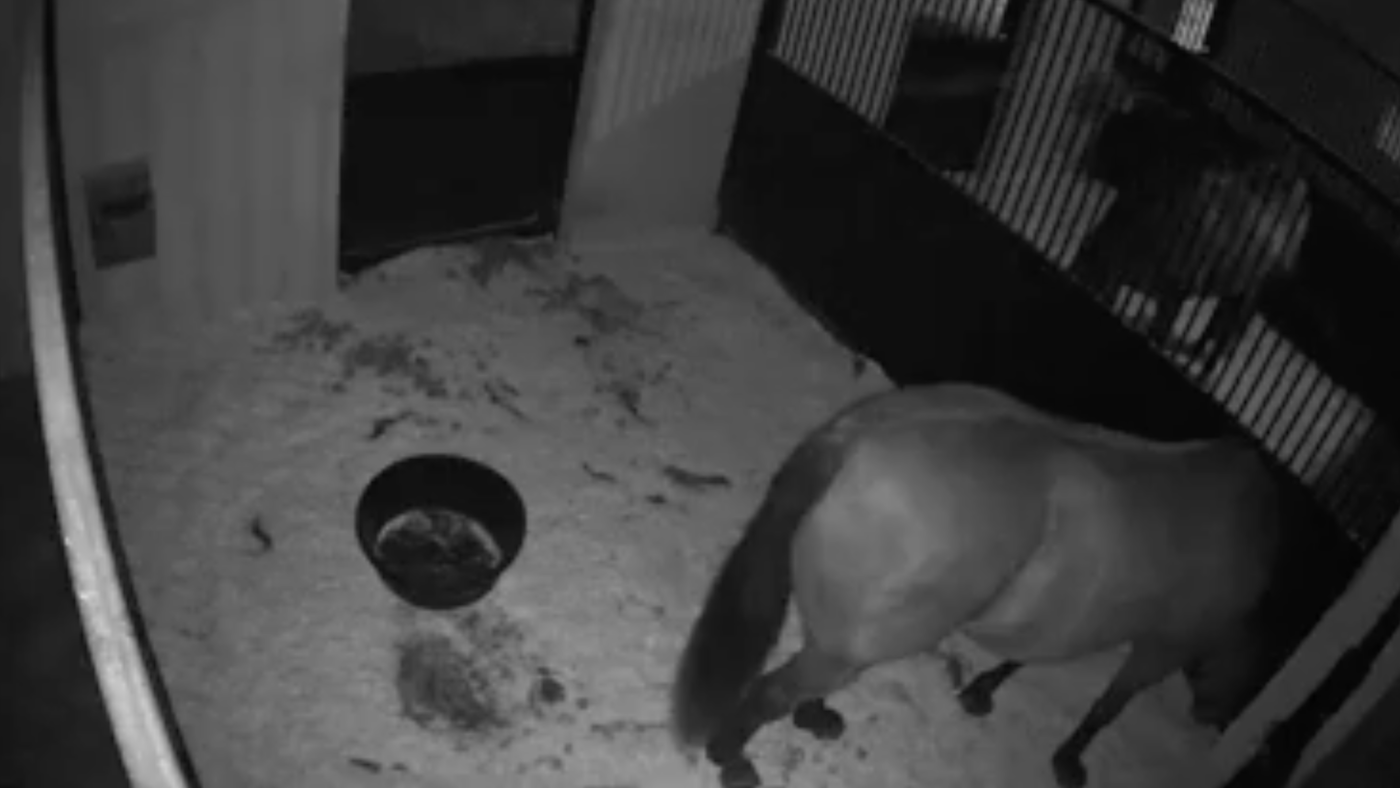 United States horse chewed by rats