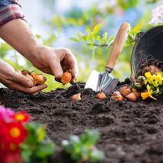 Man plants bulbs in soil next to bucket of spring flowers