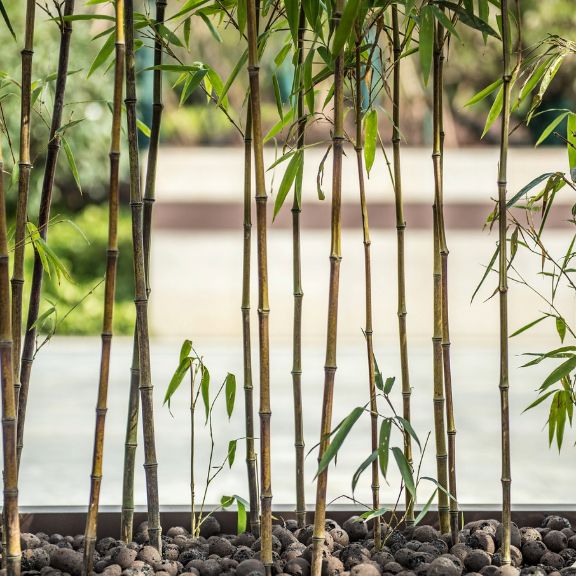 Explore The Benefits And Downsides To Growing Bamboo Gardening Know How
